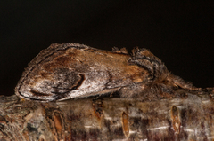 Pebble Prominent (Notodonta ziczac)