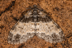 The Seraphim (Lobophora halterata)