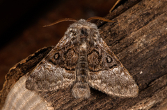 Nut-tree Tussock (Colocasia coryli)