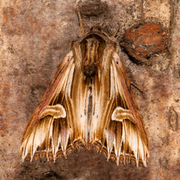 Purple Cloud (Actinotia polyodon)