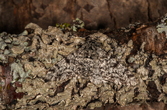 Bjørkelurvemåler (Biston betularia)