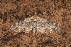 Revebjelledvergmåler (Eupithecia pulchellata)