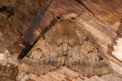 Scalloped Hazel (Odontopera bidentata)