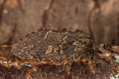Large Dark Prominent (Notodonta torva)