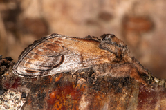 Pebble Prominent (Notodonta ziczac)