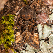 Lyktebærerfly (Euplexia lucipara)