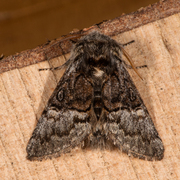 Nut-tree Tussock (Colocasia coryli)