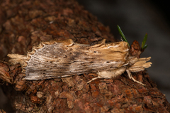 Nebbspinner (Pterostoma palpina)