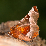 Praktmånemåler (Selenia tetralunaria)