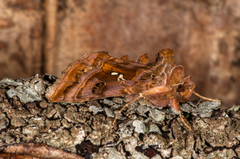 Fiolettbrunt metallfly (Autographa pulchrina)