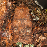 Skogteglfly (Diarsia mendica)