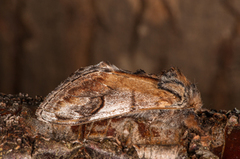 Pebble Prominent (Notodonta ziczac)