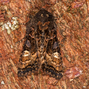 Lyktebærerfly (Euplexia lucipara)