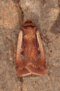 Flame Shoulder (Ochropleura plecta)