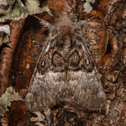 Nut-tree Tussock (Colocasia coryli)