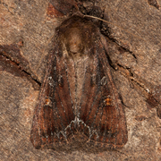 Bright-line Brown-eye (Lacanobia oleracea)
