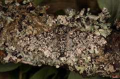 Bjørkelurvemåler (Biston betularia)