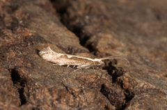 Diamond-back Moth (Plutella xylostella)