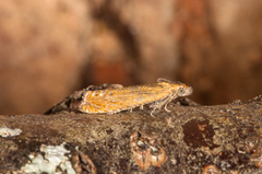 Red Piercer (Lathronympha strigana)