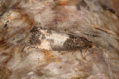 Hagerosevikler (Notocelia cynosbatella)