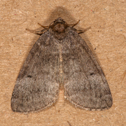 Common Lutestring (Ochropacha duplaris)