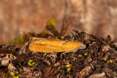 Red Piercer (Lathronympha strigana)