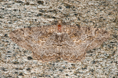 Mottled Beauty (Alcis repandata)