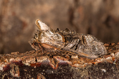 The Spectacle (Abrostola tripartita)