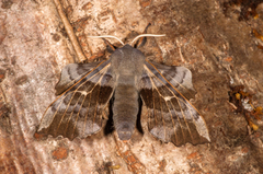 Poplar Hawk-moth (Laothoe populi)
