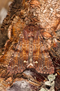 Broom Moth (Ceramica pisi)