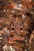 Rødfrynset teglfly (Diarsia brunnea)