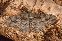 Mottled Beauty (Alcis repandata)