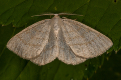 Common Wave (Cabera exanthemata)