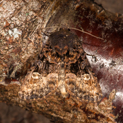 Small Angle Shades (Euplexia lucipara)