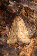 Small Dotted Buff (Photedes minima)