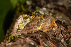 Burnished Brass (Diachrysia chrysitis)