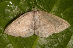 Bjørkeløvmåler (Cyclophora albipunctata)