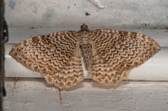 Scallop Shell (Rheumaptera undulata)