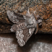 Pale Eggar (Trichiura crataegi)