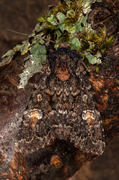 Røddusket engfly (Apamea rubrirena)