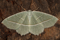 Light Emerald (Campaea margaritaria)