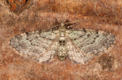 Bilberry Pug (Pasiphila debiliata)