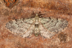 Blåbærblomstmåler (Pasiphila debiliata)