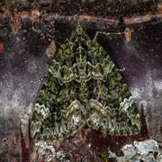 Red-green Carpet (Chloroclysta siterata)