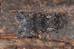 Softly's Shoulder-knot (Lithophane consocia)