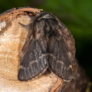 December Moth (Poecilocampa populi)