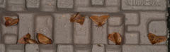 Feathered Thorn (Colotois pennaria)