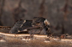 December Moth (Poecilocampa populi)