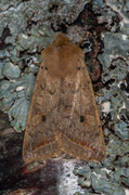 Yellow-line Quaker (Agrochola macilenta)
