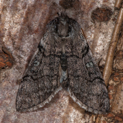 Vårhalvspinner (Achlya flavicornis)